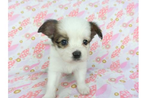 成約済の千葉県のパピヨン-100309