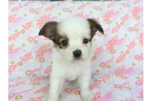 成約済の千葉県のパピヨン-100309の4枚目