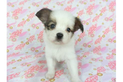 成約済の千葉県のパピヨン-100309の3枚目