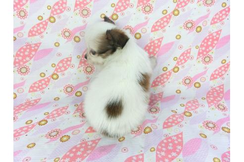 成約済の千葉県のパピヨン-100309の2枚目