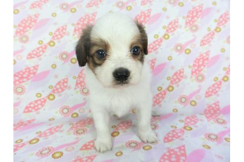 成約済の千葉県のパピヨン-100307の1枚目