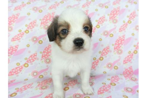 成約済の千葉県のパピヨン-100307の4枚目