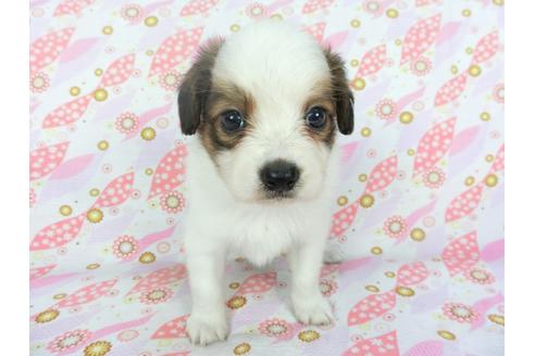 成約済の千葉県のパピヨン-100307の3枚目