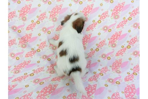 成約済の千葉県のパピヨン-100307の2枚目