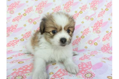 成約済の千葉県のパピヨン-99481の1枚目