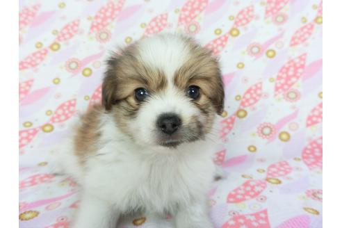 成約済の千葉県のパピヨン-99481の4枚目