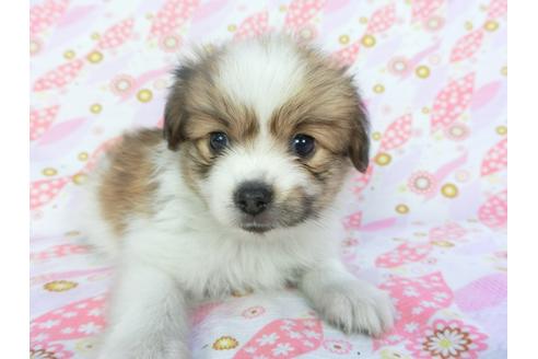 成約済の千葉県のパピヨン-99481の3枚目