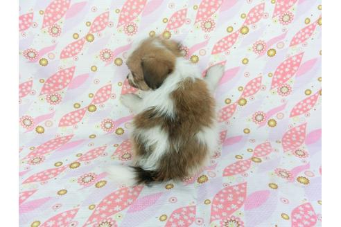 成約済の千葉県のパピヨン-99481の2枚目