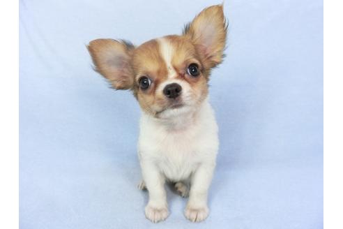 成約済の千葉県のチワワ(ロングコート)-98488の3枚目