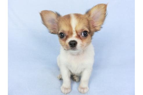 成約済の千葉県のチワワ(ロングコート)-98488の2枚目