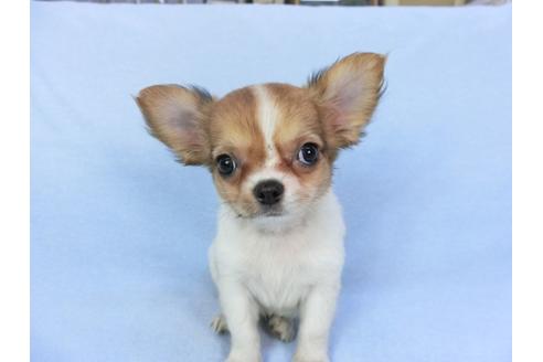 成約済の千葉県のチワワ(ロングコート)-98488の1枚目