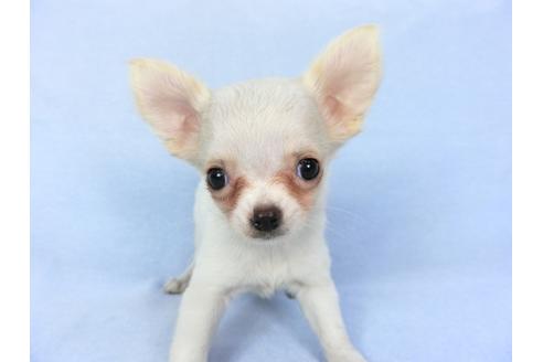 成約済の千葉県のチワワ(ロングコート)-98487の8枚目