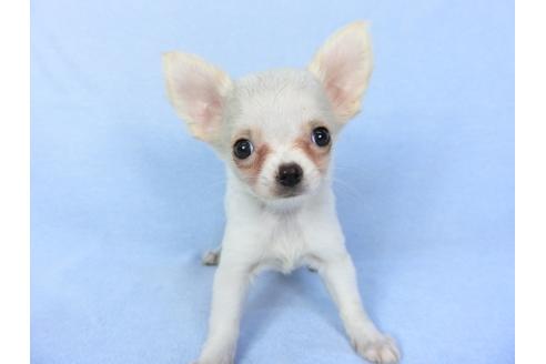 成約済の千葉県のチワワ(ロングコート)-98487の7枚目