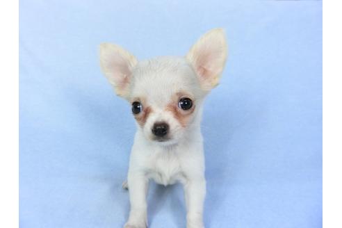 成約済の千葉県のチワワ(ロングコート)-98487の6枚目