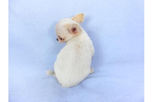 成約済の千葉県のチワワ(ロングコート)-98487の5枚目