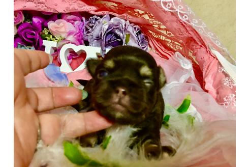 成約済の三重県のチワワ(ロングコート)-100389の24枚目