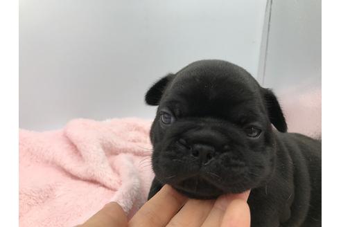 成約済の山口県のフレンチブルドッグ-100140の6枚目