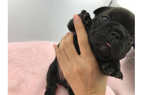 成約済の山口県のフレンチブルドッグ-100138の7枚目