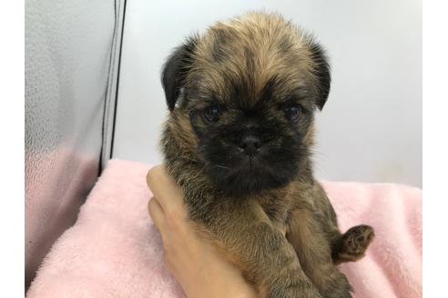 山口県のブリュッセルグリフォン 男の子 06 08生まれ かわいい希少犬 ブリグリボーイ 子犬id ブリーダーナビ