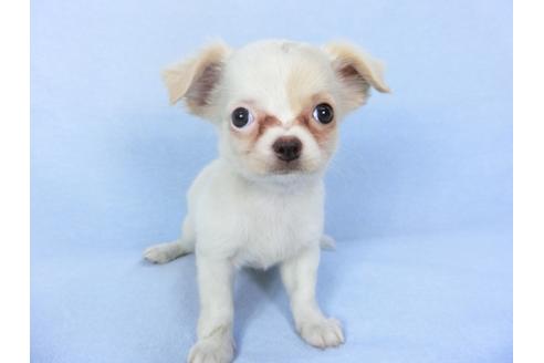 成約済の千葉県のチワワ(ロングコート)-98486の2枚目