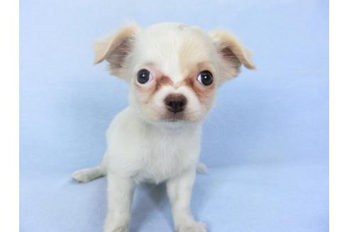 成約済の千葉県のチワワ(ロングコート)-98486の1枚目