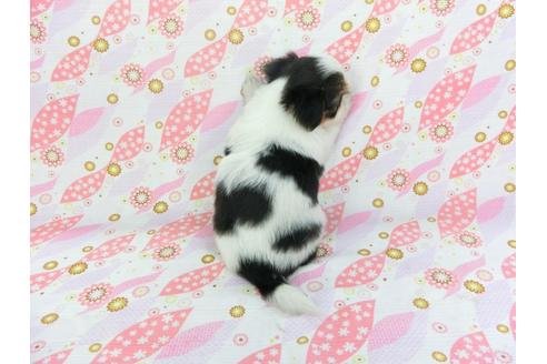 成約済の千葉県のパピヨン-101559の8枚目