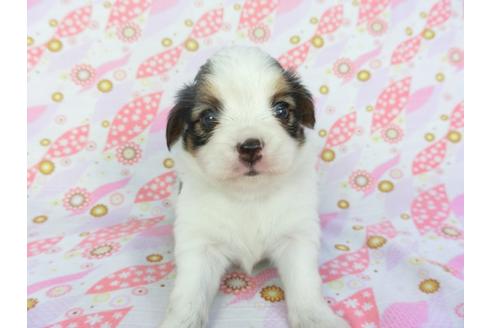 成約済の千葉県のパピヨン-101559の7枚目