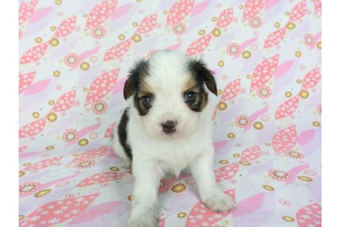 成約済の千葉県のパピヨン-101559の6枚目