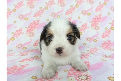 成約済の千葉県のパピヨン-101559の5枚目