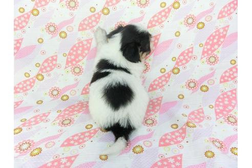 成約済の千葉県のパピヨン-101560の8枚目