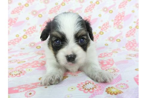 成約済の千葉県のパピヨン-101560の7枚目
