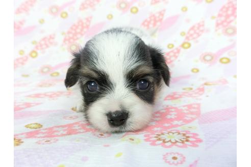 成約済の千葉県のパピヨン-101560の6枚目