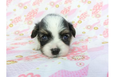 成約済の千葉県のパピヨン-101560の5枚目