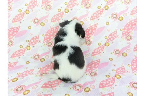 成約済の千葉県のパピヨン-101561の16枚目