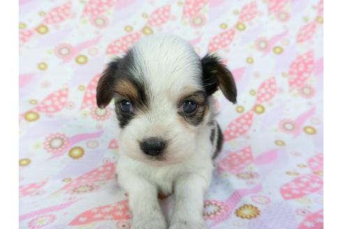 成約済の千葉県のパピヨン-101561の15枚目