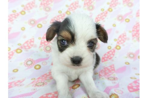 成約済の千葉県のパピヨン-101561の14枚目