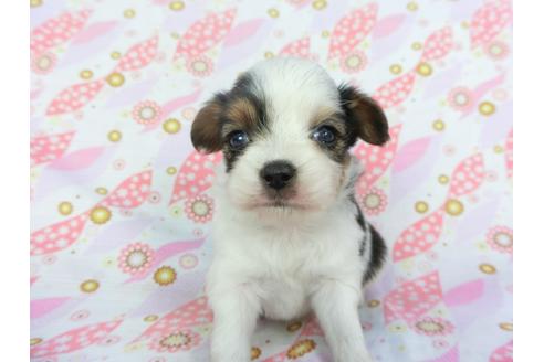 成約済の千葉県のパピヨン-101561の13枚目