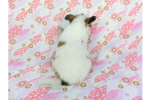 成約済の千葉県のパピヨン-101562の8枚目