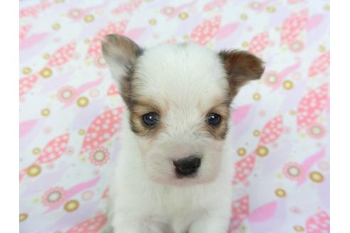 成約済の千葉県のパピヨン-101562の7枚目