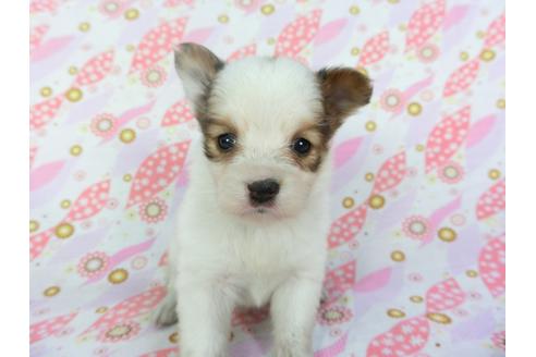 成約済の千葉県のパピヨン-101562の6枚目