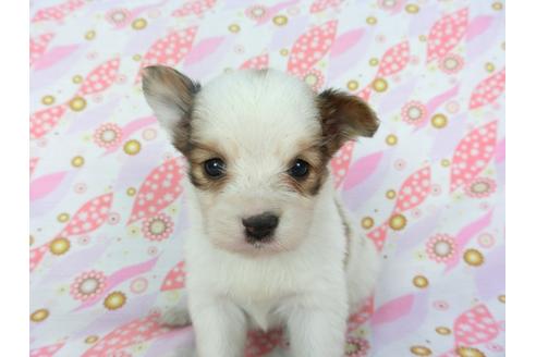 成約済の千葉県のパピヨン-101562の5枚目