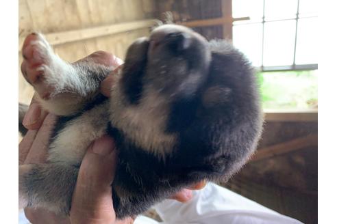 成約済の広島県の柴犬-101571