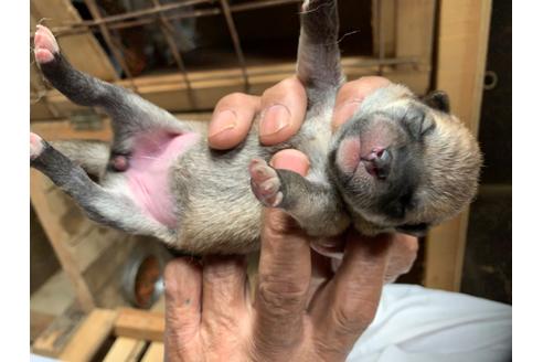 成約済の広島県の柴犬-101573の1枚目