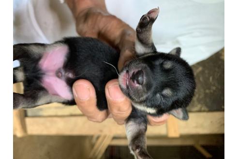 成約済の広島県の柴犬-101574の1枚目