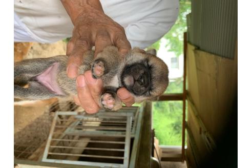 成約済の広島県の柴犬-101577の1枚目