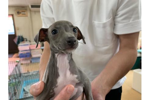 成約済の愛知県のイタリアングレーハウンド(イタグレ)-101590の1枚目