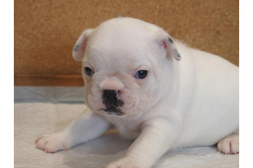 成約済の愛知県のフレンチブルドッグ-101044の5枚目