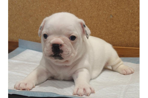 成約済の愛知県のフレンチブルドッグ-101044の4枚目