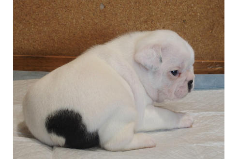 成約済の愛知県のフレンチブルドッグ-101044の3枚目