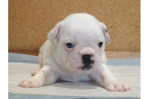 成約済の愛知県のフレンチブルドッグ-101044の2枚目